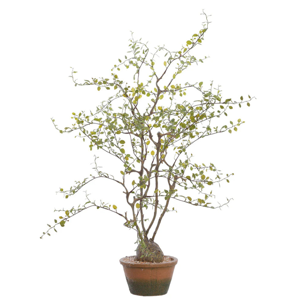 Allstate Floral 28" Muehlenbeckia Plant with Cement Pot - Green