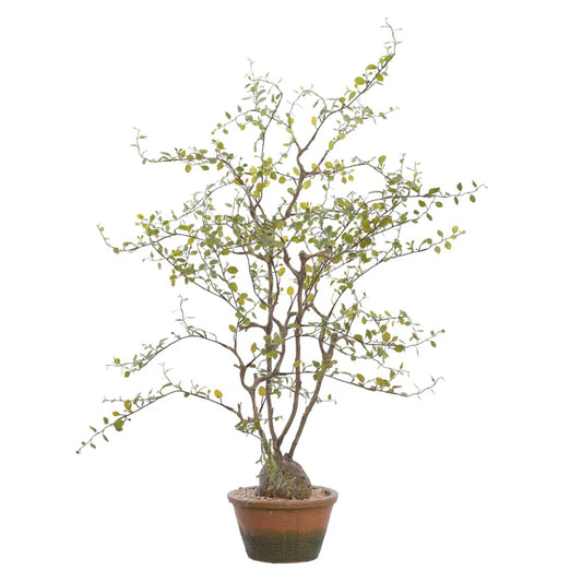 Allstate Floral 28" Muehlenbeckia Plant with Cement Pot - Green