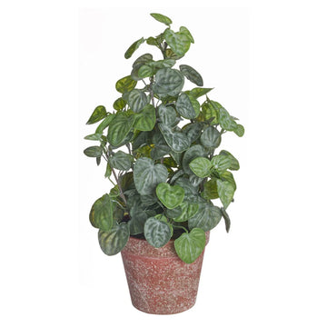 Allstate Floral 14" Peperomia Plant with Plastic Pot - Green