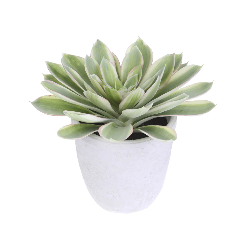 Allstate Floral 16" Echeveria Artificial Plant with Cement Pot - Green