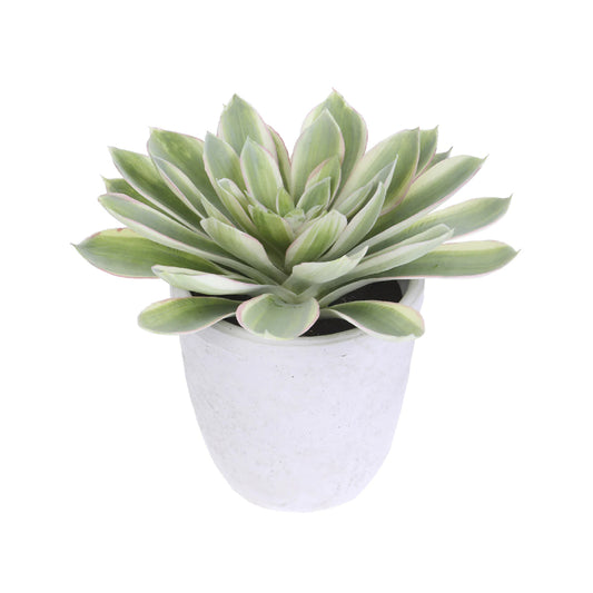 Allstate Floral 16" Echeveria Artificial Plant with Cement Pot - Green