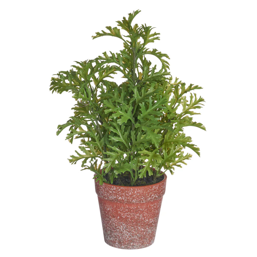 Allstate Floral 11" Senecio Leaf Artificial Plant with Plastic Pot -Green