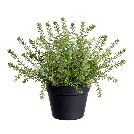 Allstate Floral Sedum Succulent Artificial Plant with Plastic Pot