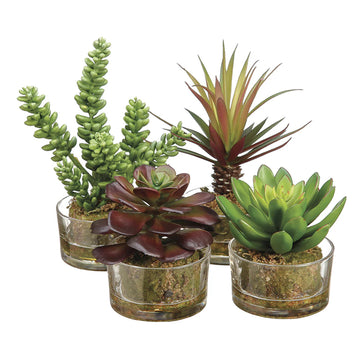 Allstate Floral Succulent Garden Artificial Plant with Glass Vase - Assorted
