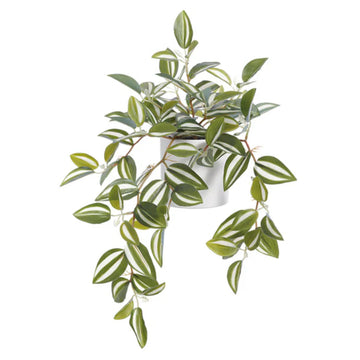 Allstate Floral 10" Wandering Jew Hanging Plant with Terra Cotta Pot - Green