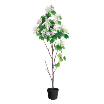 Allstate Floral 5'6" Bauhinia Flowering Tree with Pot - White/Green