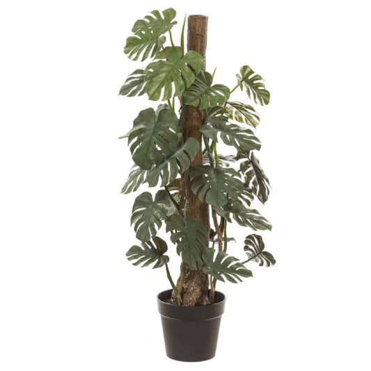 Allstate Floral 38" Split Philodendron Monstera Plant with Plastic Pot - Green