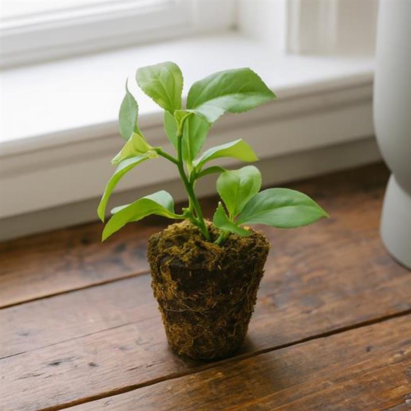 Allstate Floral 6" Apple Leaf Plant with Soil Ball - Green