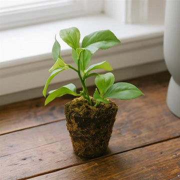 Allstate Floral 6" Apple Leaf Plant with Soil Ball - Green