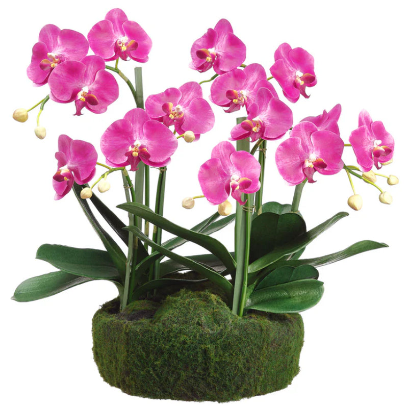 Allstate Floral 20" Phalaenopsis Orchid Flower Arrangement with Soil and Moss Base - Pink