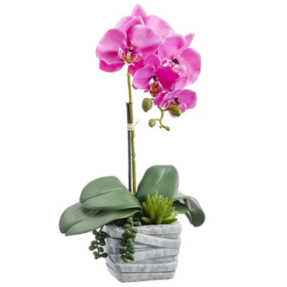 Allstate Floral 16" Phalaenopsis Orchid & Succulent Flower Arrangement with Pot - Pink
