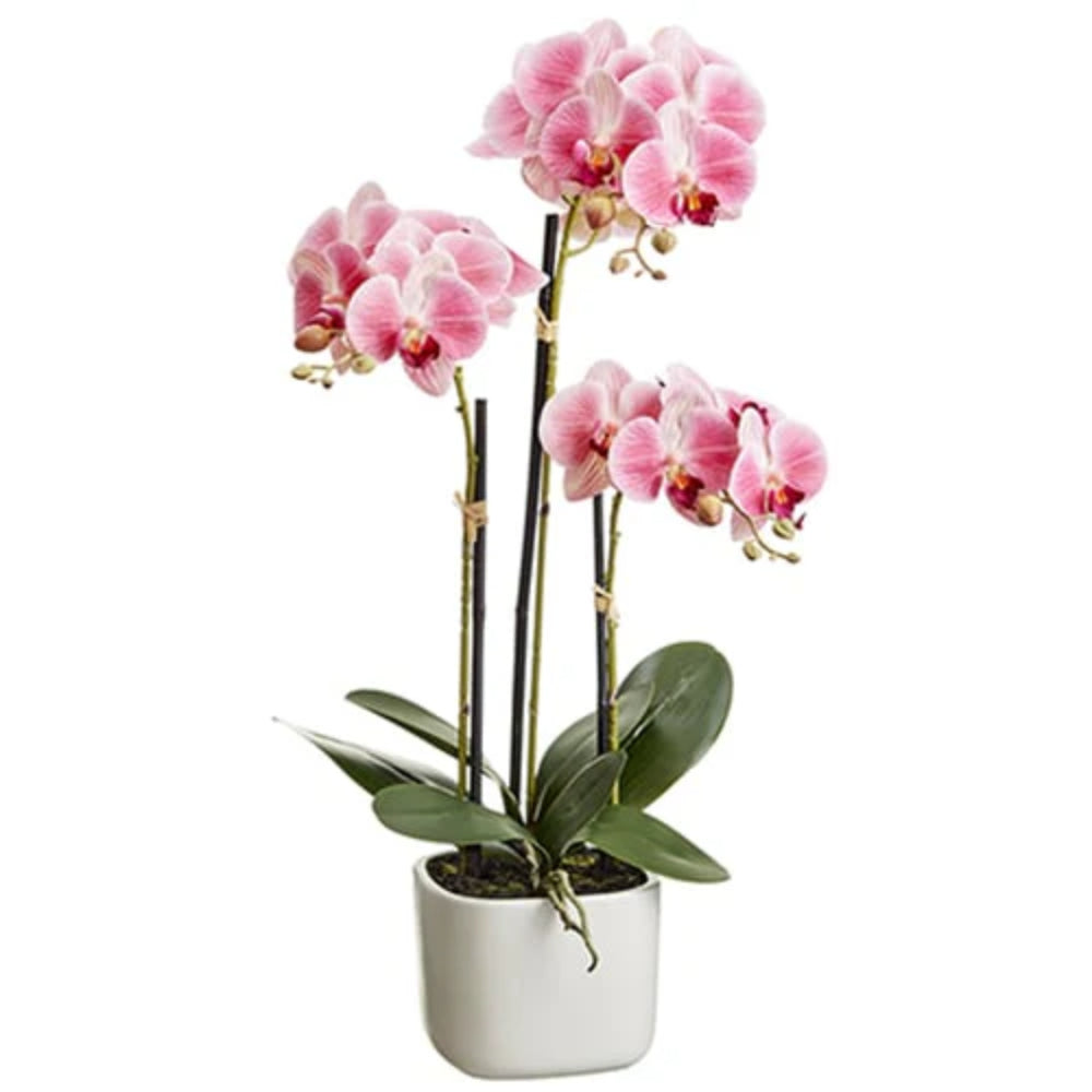 Allstate Floral 25" Phalaenopsis Orchid Flower Arrangement with Terra Cotta Pot - Pink