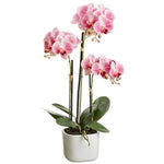 Allstate Floral 25" Phalaenopsis Orchid Flower Arrangement with Terra Cotta Pot - Pink