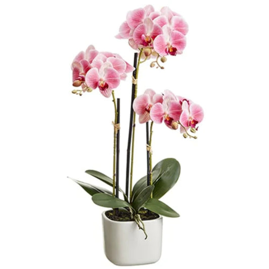 Allstate Floral 25" Phalaenopsis Orchid Flower Arrangement with Terra Cotta Pot - Pink