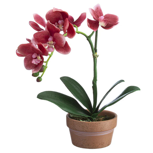 Allstate Floral 11" Phalaenopsis Orchid Flower Arrangement with Terra Cotta Pot - Pink