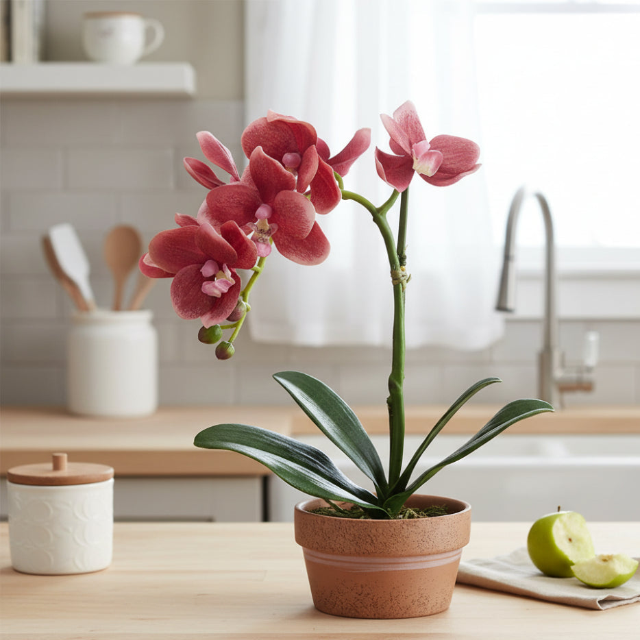 Allstate Floral 11" Phalaenopsis Orchid Flower Arrangement with Terra Cotta Pot - Pink