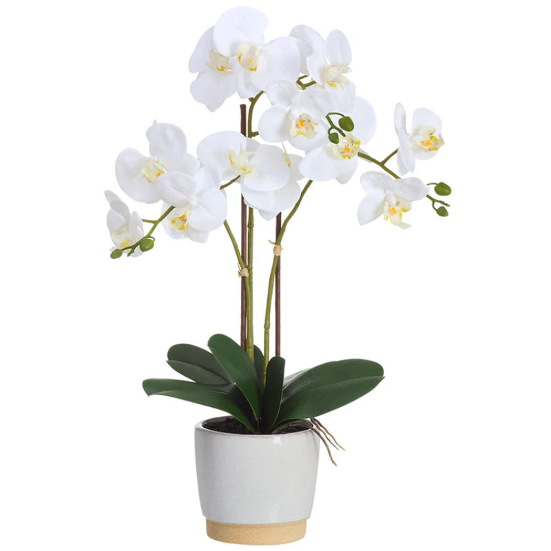 Allstate Floral 23" Phalaenopsis Orchid Flower Arrangement with Ceramic Vase - White