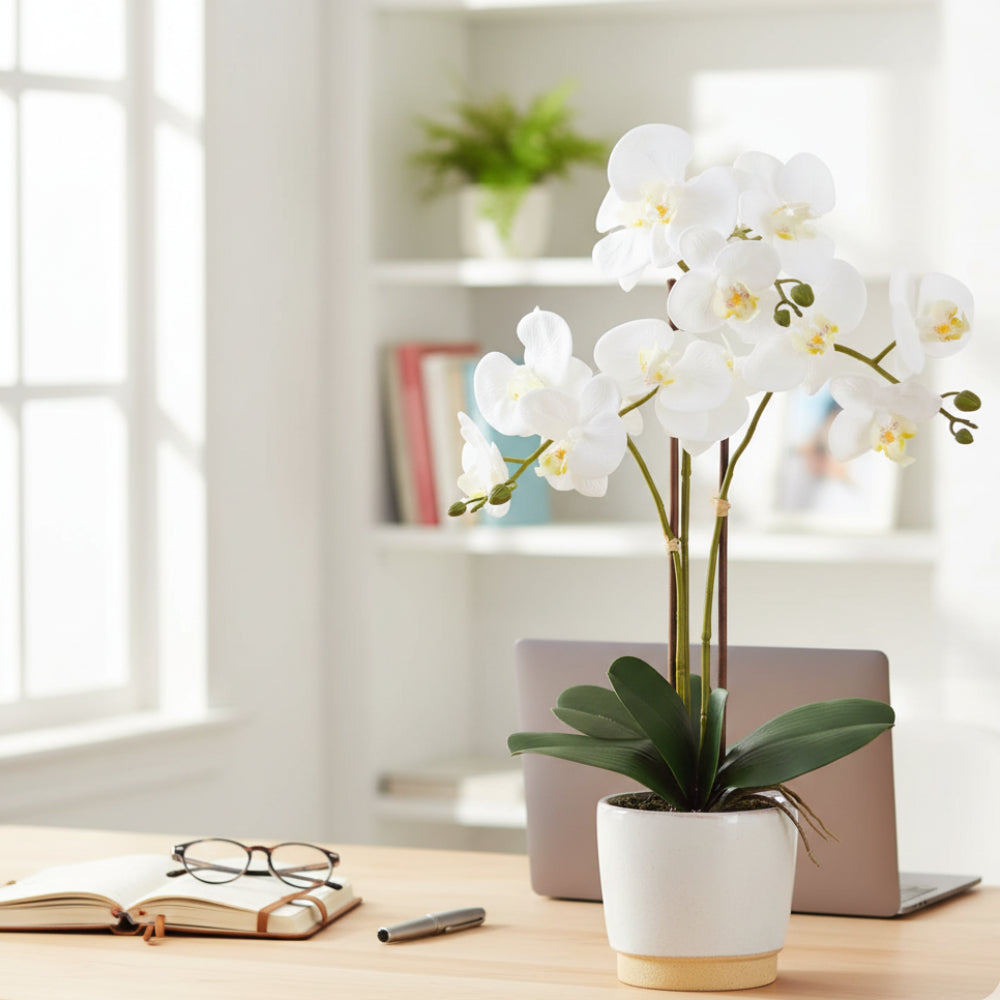 Allstate Floral 23" Phalaenopsis Orchid Flower Arrangement with Ceramic Vase - White