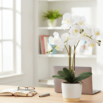 Allstate Floral 23" Phalaenopsis Orchid Flower Arrangement with Ceramic Vase - White