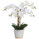 Allstate Floral 26" Phalaenopsis Orchid Flower Arrangement with Ceramic Vase - White
