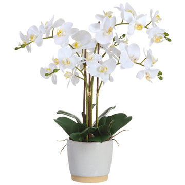 Allstate Floral 26" Phalaenopsis Orchid Flower Arrangement with Ceramic Vase - White