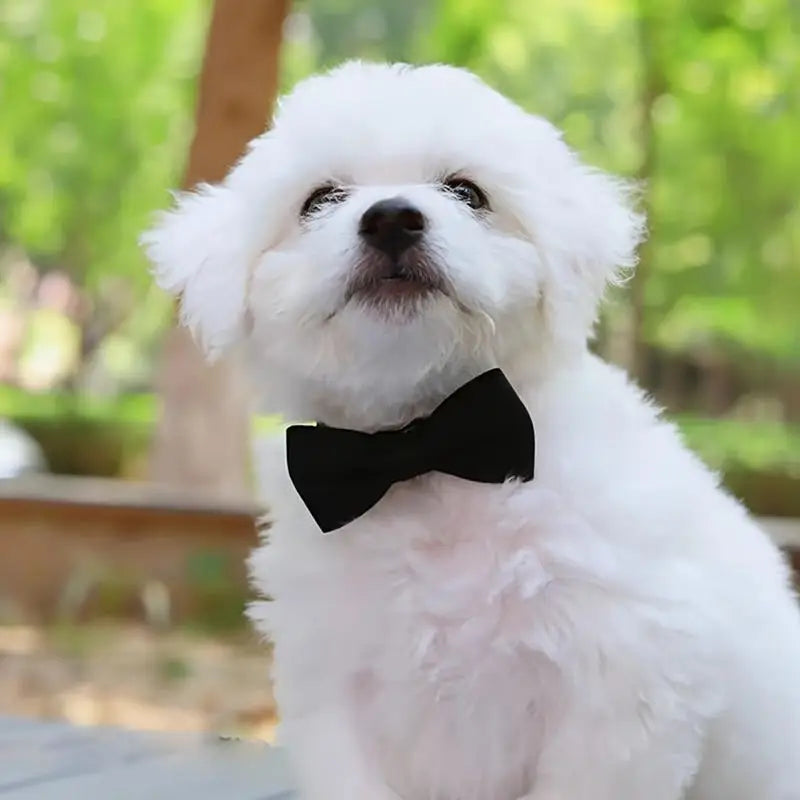 Bow Collar Solid Color Bowknot Puppy Chihuahua Adjustable Cats Accessories Safety Bell Tie Bow Buckle Pets with Collar New