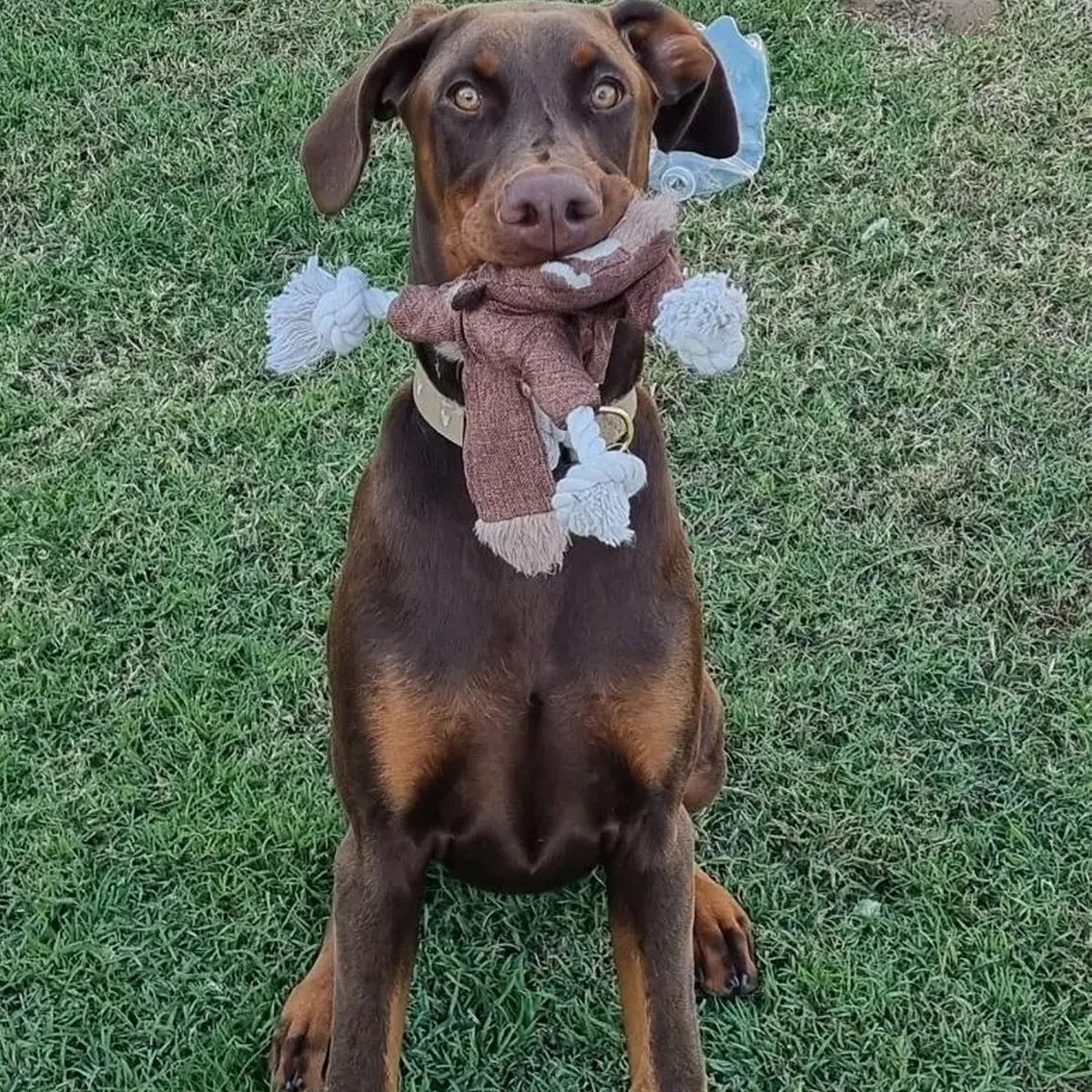 1 squeaky squirrel dog toy - tough chew and teething toy with squeaky sound and knots for aggressive chewers