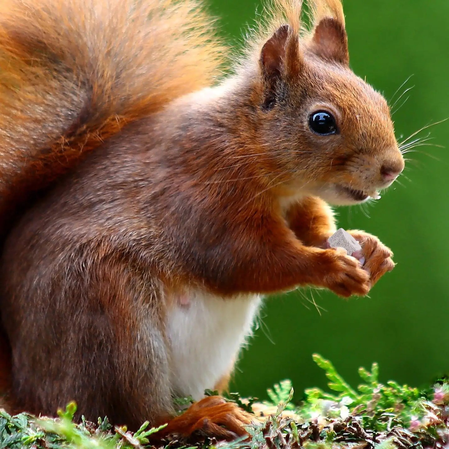 12 Pcs Molar Stone Pet Chew Toys Volcanic Rock Teeth Grinder for Hamster Rabbit Mineral 4x2cm Safe Chew Bright Color Creative