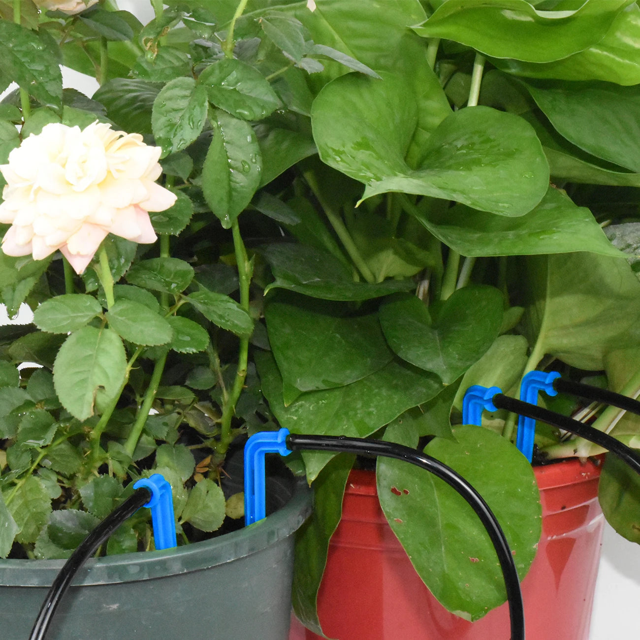 KESLA Greenhouse Drip Irrigation System 4-Way 3/5mm Automatic Watering Kit for Potted Plants 10 or 20 Sets