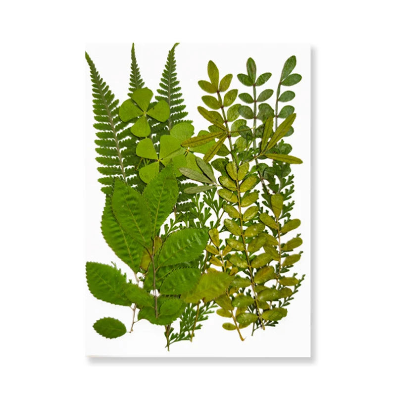 Dried Flowers Real Natural Plant Pressed Flower for Epoxy Resin DIY Keychain Pendant Jewelry Making