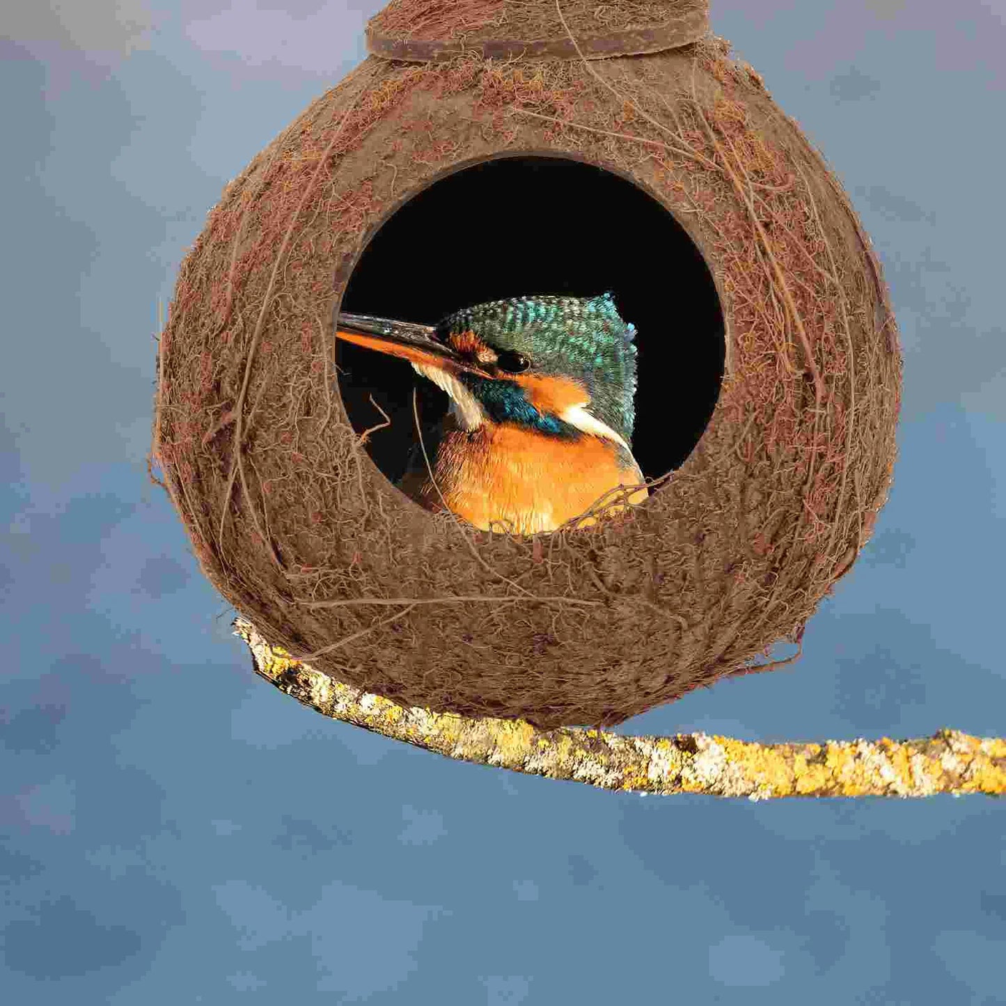 Coconut Shell Bird Nest Pet Parrot House Birds Toy Animals Biting Plaything Cages Natural Hamster  jaula palomas casa passarinho