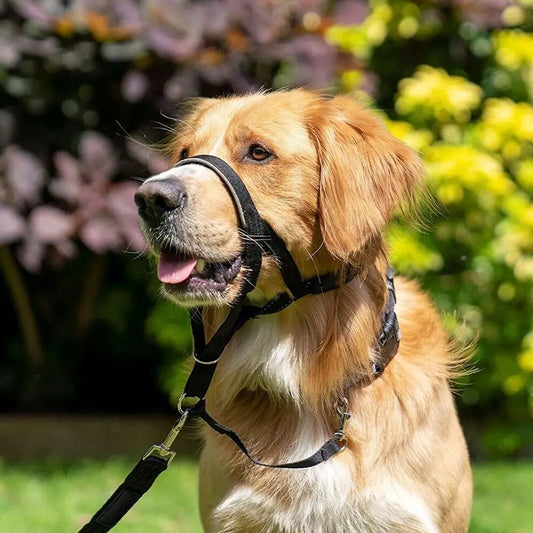 Adjustable Anti Barking Dog Halter Non Pull Nylon Leader Harness Dog Head Collar Dog Halter Dog Muzzle