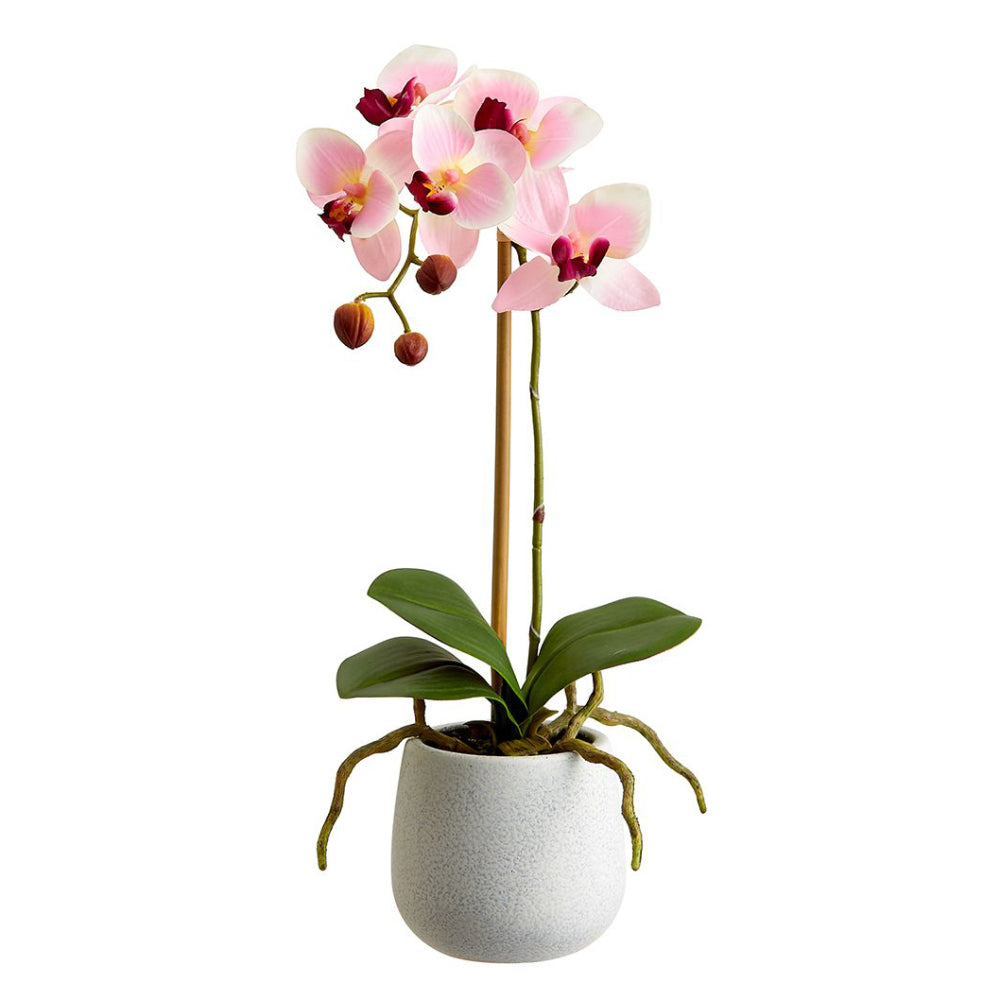 Planta de orquídea Phalaenopsis de 15″ de Allstate Floral con maceta, color rosa y burdeos