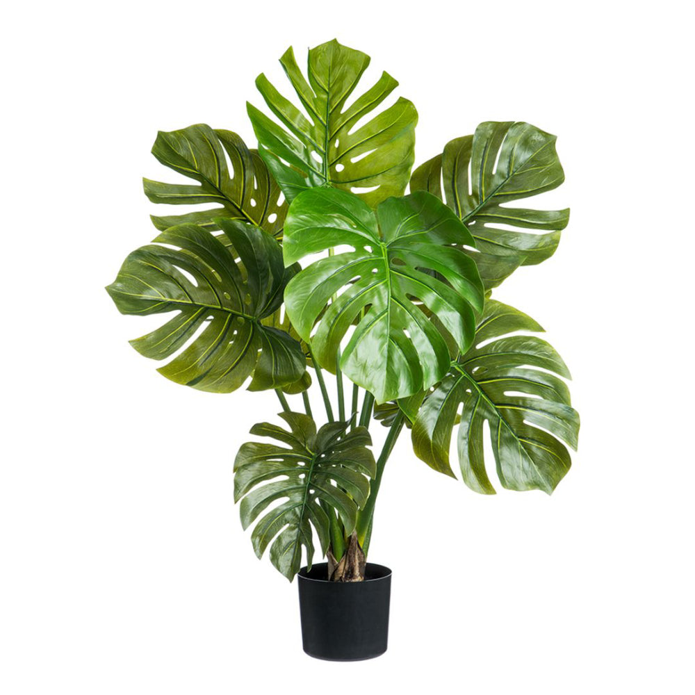 Planta Monstera Adansonii de hojas grandes de 36" en maceta de plástico Allstate Floral - Verde