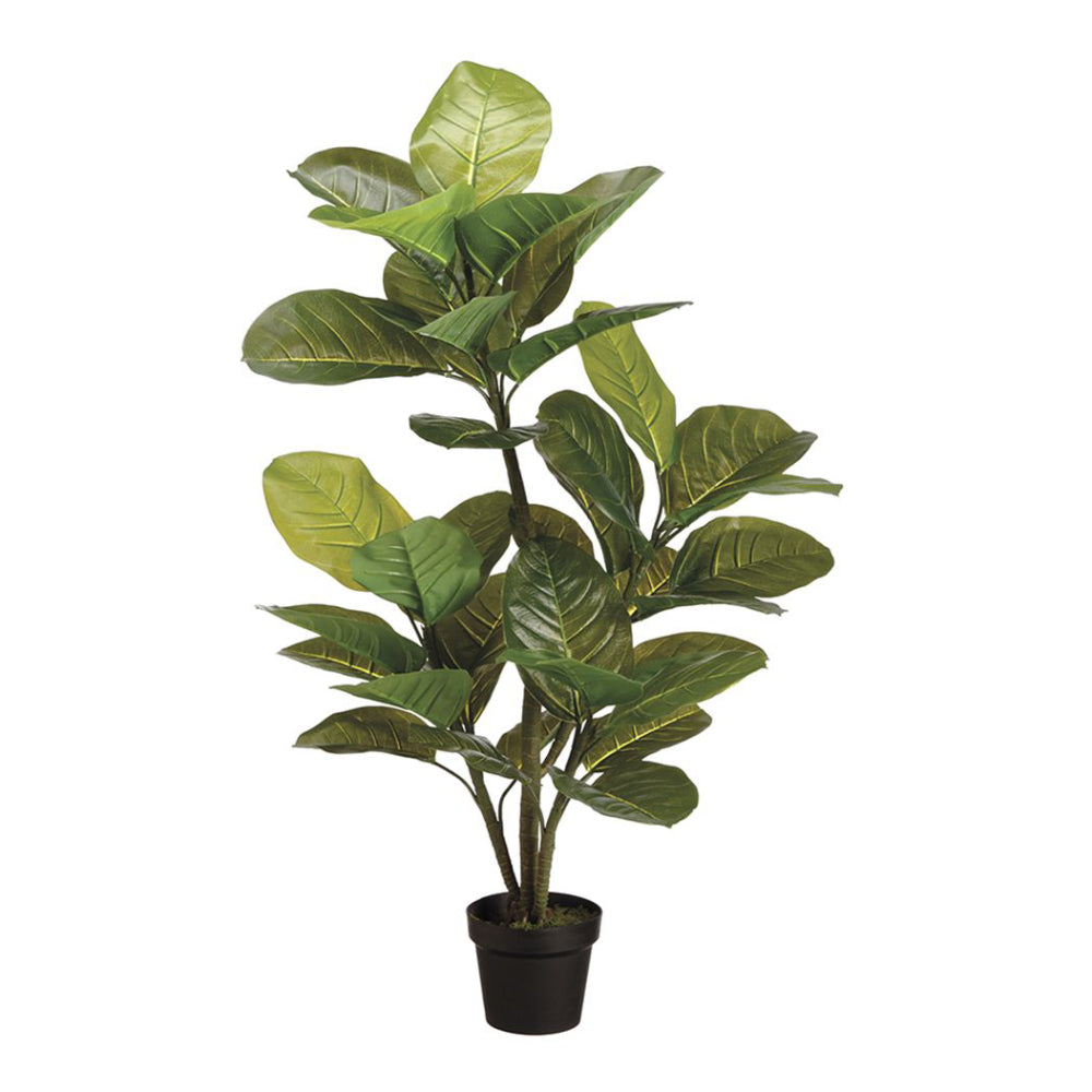 Planta de caucho de hojas grandes de 51